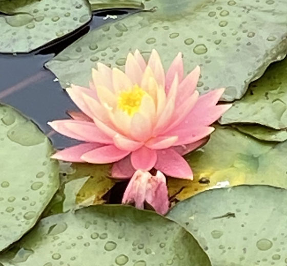 Mindfulness Mindfulness